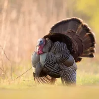 Wild Turkey Calling Sounds icon