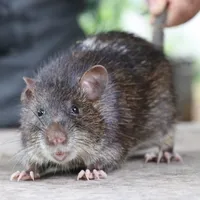 เสียงต่อหนูพุก icon