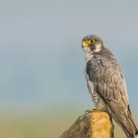 Peregrine Falcon sounds icon