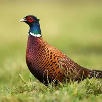 Pheasant bird sounds icon