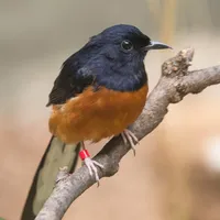 White-rumped shama icon