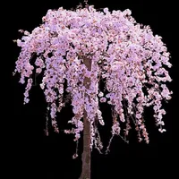 Madagascar Almond Tree icon