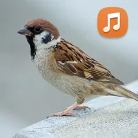Suara Burung Gereja Masteran icon