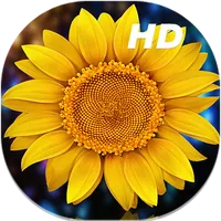Sunflower Live Wallpapers HD icon
