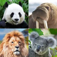 Guess: Animals Quiz icon