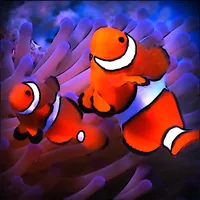 ClownFish Live Wallpaper  HD icon