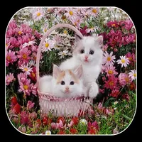 Cute Cate Live Wallpaper icon
