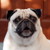 Dog Sounds- Prank your Friends icon