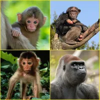 Bonobo, Chimpanzee, Gorilla, M icon