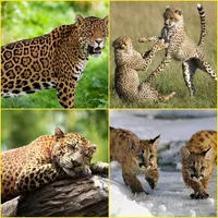 Cougar, Leopard, Cheetah, Jagu icon