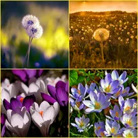 Crocus, Dandelion Wallpapers icon