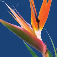 FloralApp icon