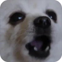 Gabe The Dog icon