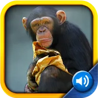 Toddler Tapping Zoo icon