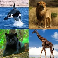 Guess The Animal icon