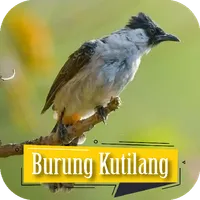Suara Pikat Burung Kutilang icon