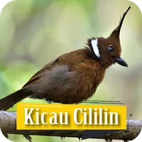 Kicau Cililin Isian Gacor icon