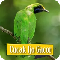 Suara Cucak Ijo Gacor Ngentrok icon