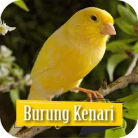 Masteran Burung Kenari Isian icon