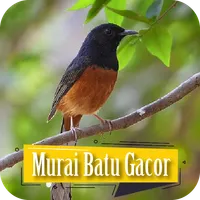 Masteran Burung Murai Batu icon