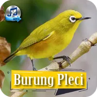 Suara Burung Pleci Mp3 icon