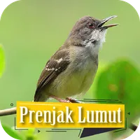Suara Pikat Prenjak Gacor icon