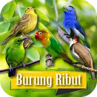 Suara Burung Ribut Pikat icon