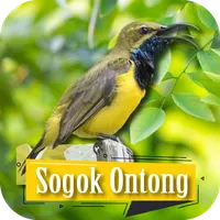 Suara Pikat Sogok Ontong icon