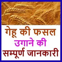 गेहू की खेती जानकारी icon