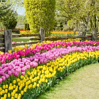 Tulips Flowers Wallpapers icon