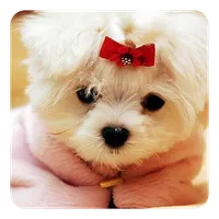 Cute Dogs Live Wallpaper icon