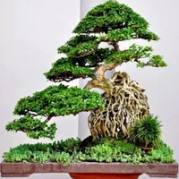 various bonsai plants icon
