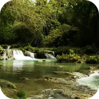 Forest Stream Live Wallpaper icon