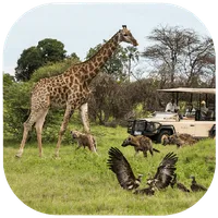 Botswana Travel Guide icon
