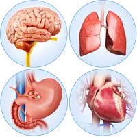 Organs Anatomy Pro. icon