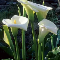 Arum Lily Wallpaper icon