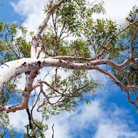 Eucalyptus Wallpaper icon