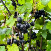Genus Ribes Wallpaper icon