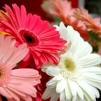 Gerbera Daisy Wallpaper icon
