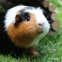 Guinea Pig Wallpapers HD icon