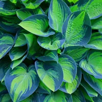 Hosta Wallpaper icon