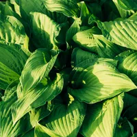 Hosta Wallpaper icon