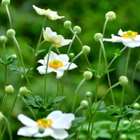 Japanese Anemone Wallpaper icon