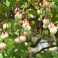Japanese Snowbell Wallpaper icon