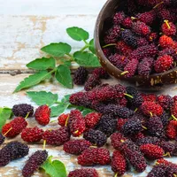 Mulberry Wallpaper icon