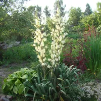 Yucca Wallpaper icon