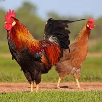 Wallpaper Ayam icon