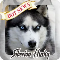 Husky Wallpaper HD icon