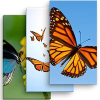 Butterfly Colorful Wallpaper icon