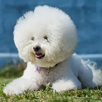 Bichon frise Dog Wallpapers icon